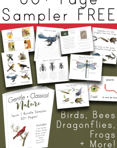 Looking for FREE printable resources for your bird, bee, dragonfly or frog study. This FREE 50 page resource will help bring your unit study together! It includes posters, worksheets, activities, and Montessori cards.