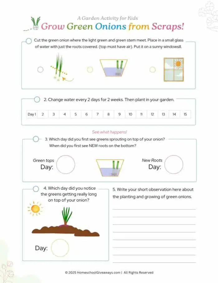 grow green onions from the root scraps worksheet with steps