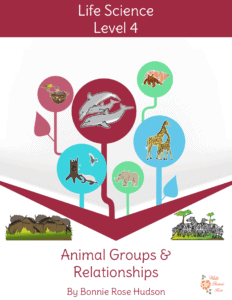 animal groups and relationships