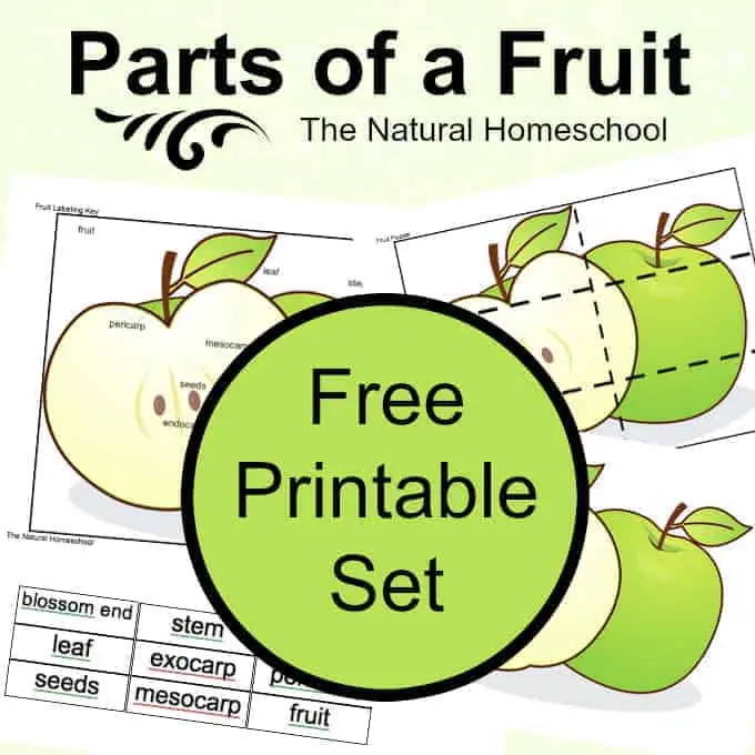 Free Printable Parts of a Fruit Set