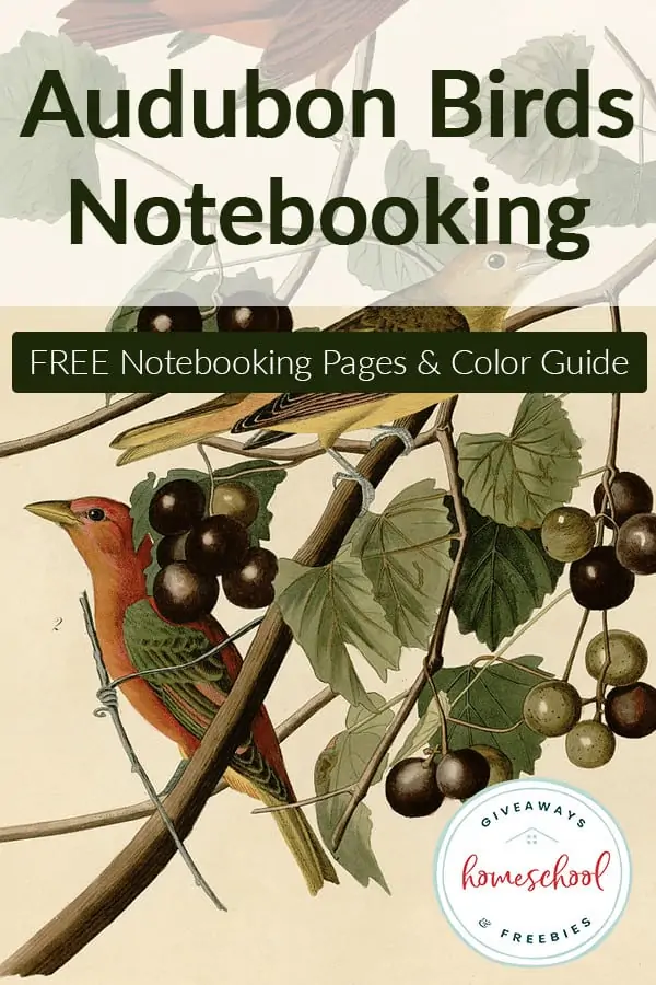 drawing of birds in tree branch with overlay - Audubon Birds Notebooking FREE Guide