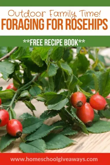 Outdoor Family Time! Foraging for Rosehips Free Recipe Book