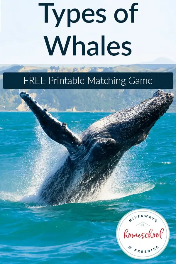 Types of Whales Matching Game text with image of a whale jumping out of the water