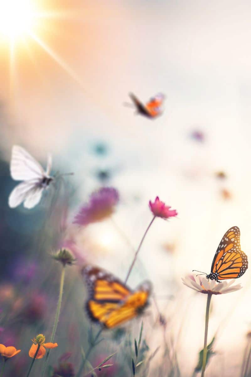 butterfly unit study image shows multiple butters flying around different colored flowers