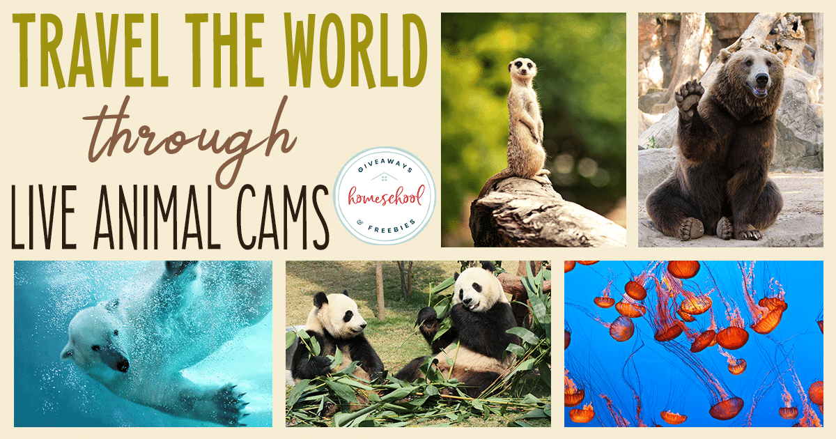Travel the World Through Live Animals Cams text with image examples collage of various animals