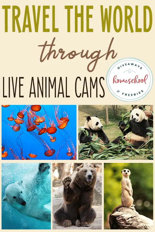 Travel the World Through Live Animal Cams text with image collage of different kinds of animals
