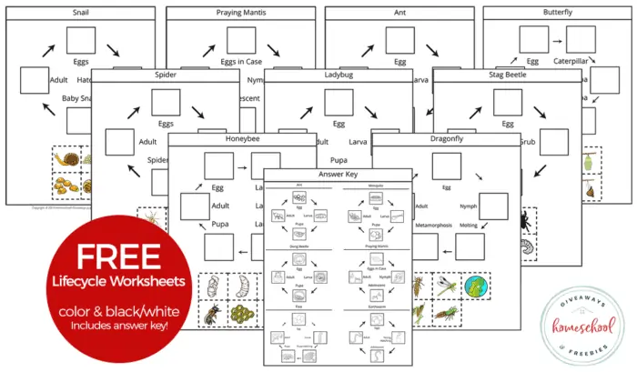 Free Lifecycle Worksheets Color & Black/White Includes Answer Key!