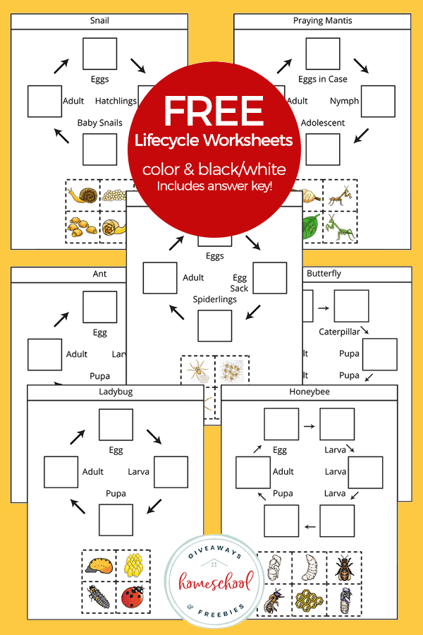 Free Lifecycle Worksheets Color & Black/White Includes Answer Key!