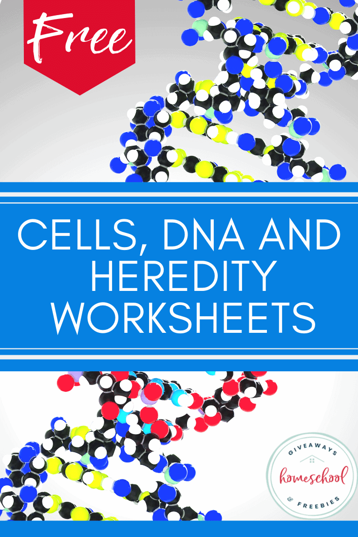 FREE Cells DNA and Heredity Worksheets