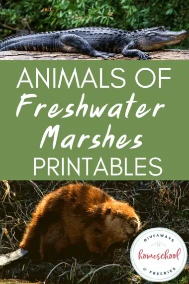 Animals of Fresh Water Marshes Printables.