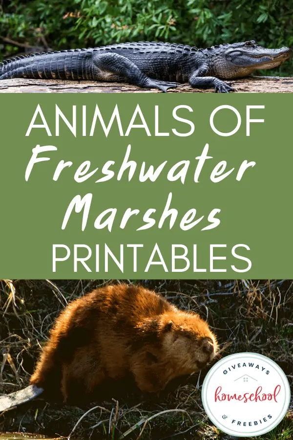 Animals of Fresh Water Marshes Printables.