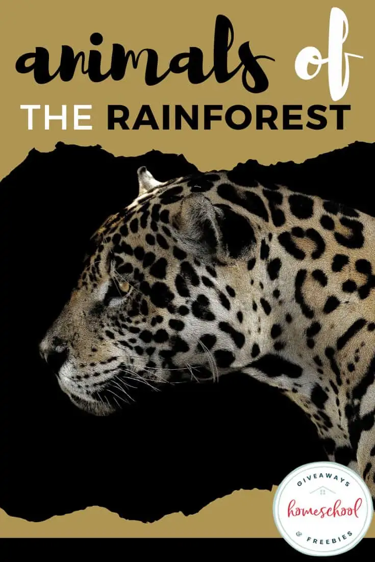 Animals of the Rain Forest.