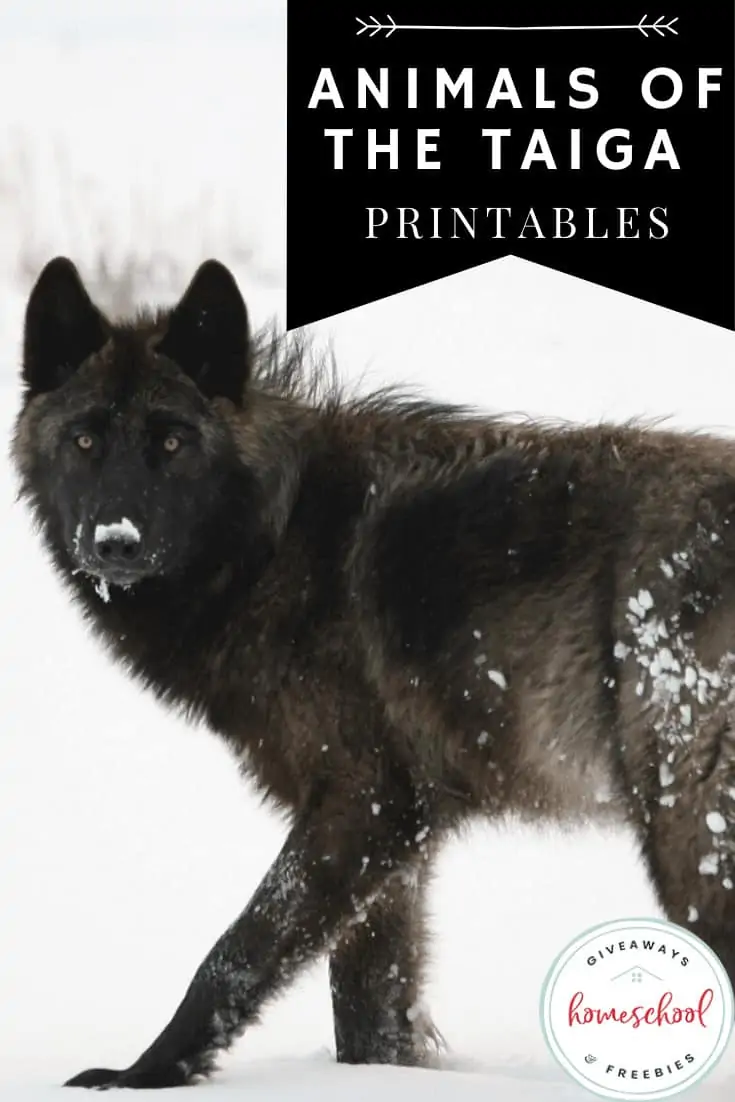 Animals of the Taiga Printables