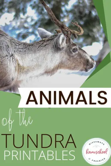Animals of the Tundra
