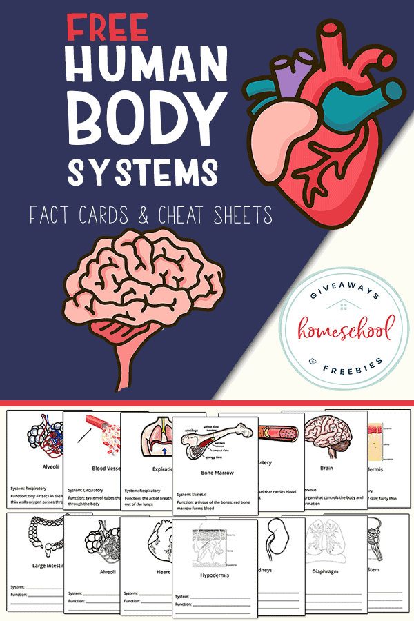 FREE Body Systems Fact Cards & Cheat Sheets