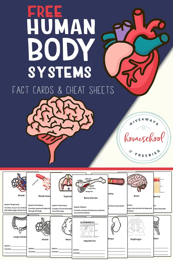 Body Systems Fact Cards & Cheat Sheets text with image examples of pages