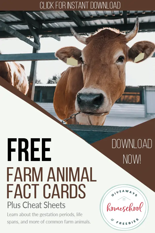 Free Farm Animal Face Cards text with image of a cow
