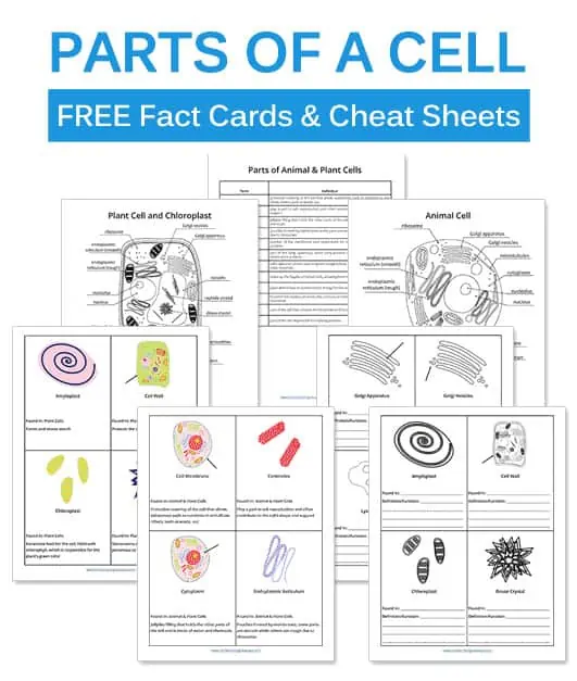 Parts of a cell fact cards