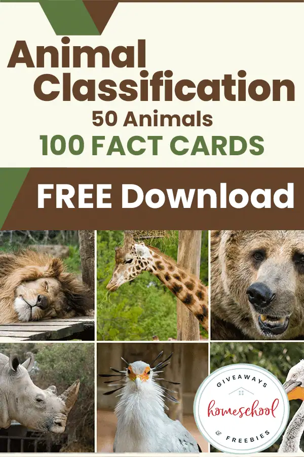 animal classification fact cards with lion giraffe, bear and more