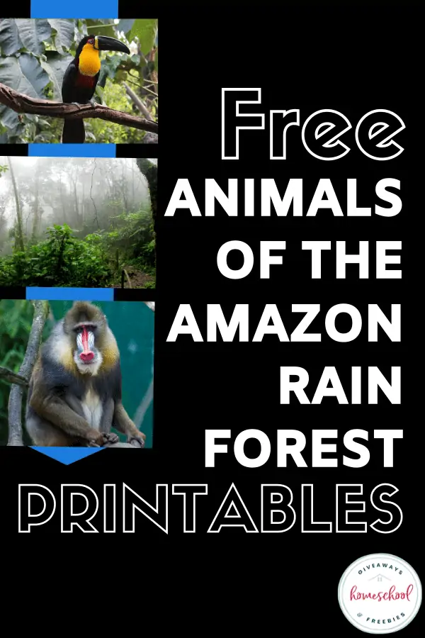 free animals of the amazon rain forest printables text with photographs of rainforest and animals.