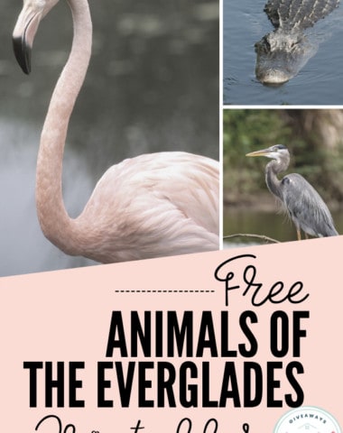free animals of the everglads printables with photos of flamingo, alligator and blue heron.