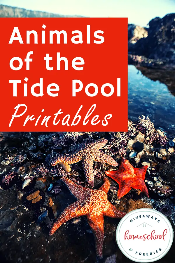 Animals of the Tide Pool Printables