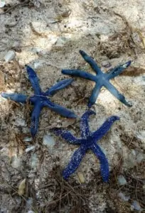 image of blue starfish