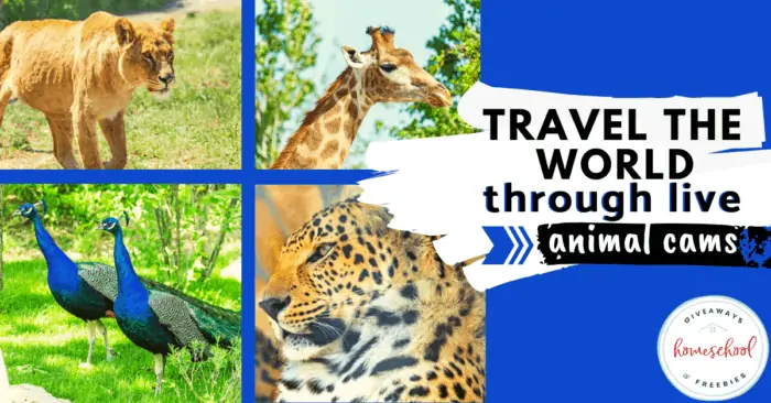 Travel the World Through Live Animal Cams text with image examples of different animals