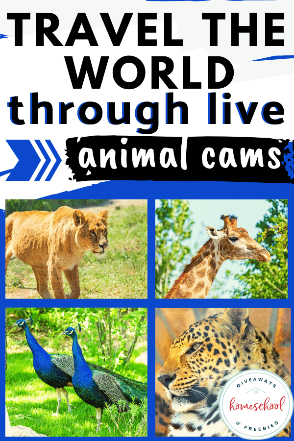 Travel the World through LIVE Animal Cams - Homeschool Giveaways