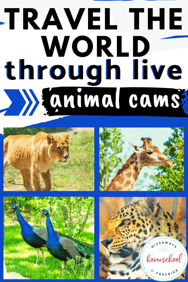 Travel the World Through Live Animal Cams