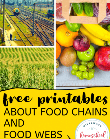 Free Printables About Food Chains and Food Webs. #foodchainprintables #foodwebprintables
