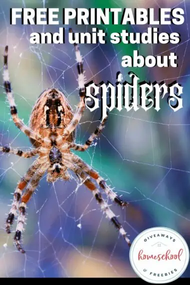 Free Printables and Unit Studies About Spiders
