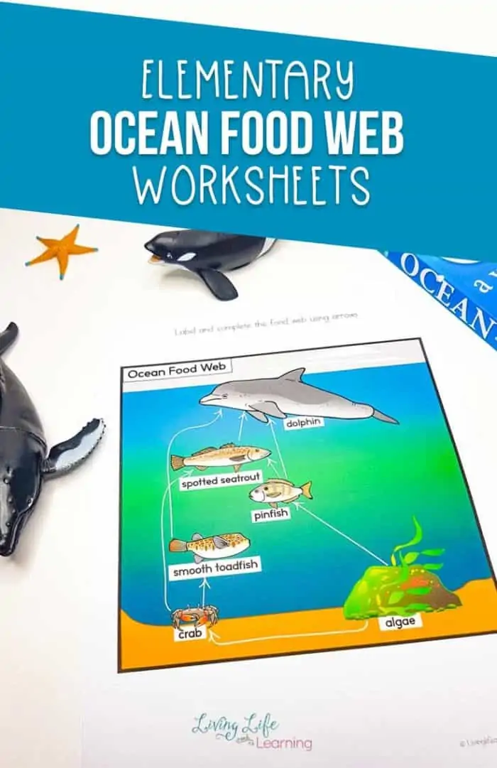 Elementary Ocean Food Web Worksheets