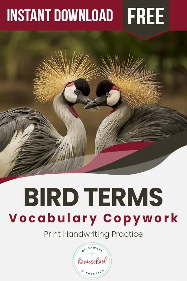 Bird Terms Vocabulary Copywork text with image of two birds together