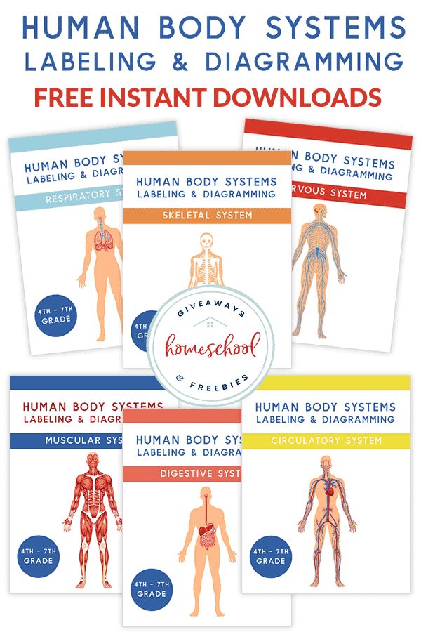 Human Body Systems Labeling & Diagramming Free Instant Downloads