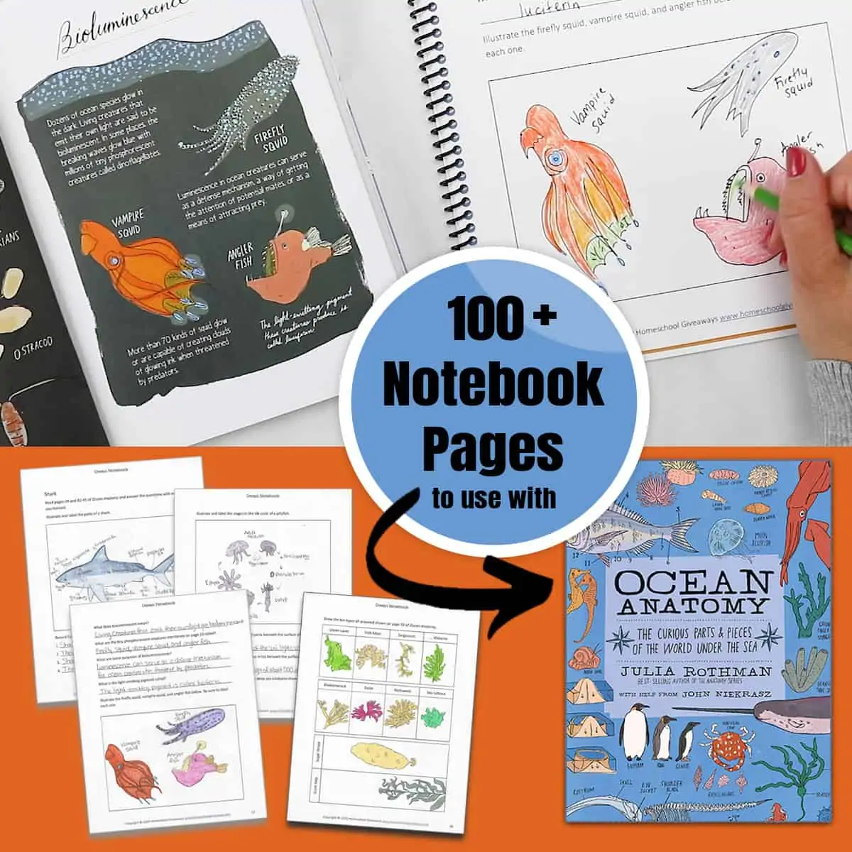Completed notebooking pages for Ocean Anatomy by Julia Rothman