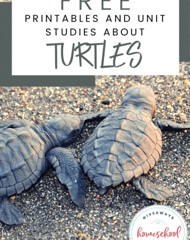 Free Printables and Unit Studies About Turtles. #printablesaboutturtles #unitstudiesaboutturtles #turtleresources