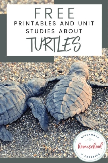 Free Printables and Unit Studies About Turtles