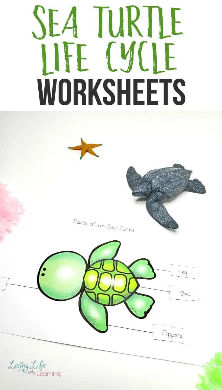 Sea Turtle Life Cycle Worksheets text with image of turtles