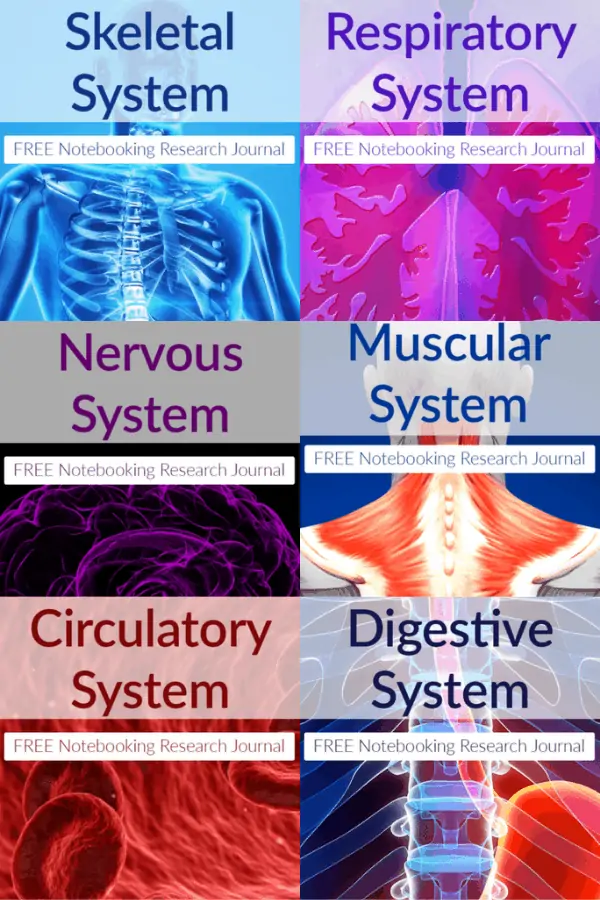 four different science workbook covers for kids including the Nervous System, Muscular System, Circulatory System, and Digestive System
