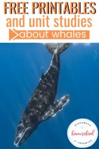 Free Printables and Unit Studies About Whales text with image examples of a whale swimming underwater