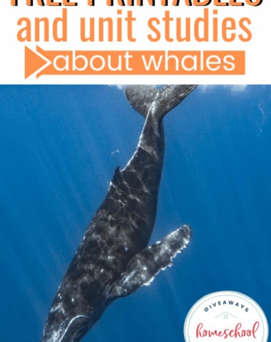 Free Printables and Unit Studies About Whales #whaleunitstudies #whaleprintables #whaleresources