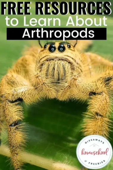 Free Resources to Learn About Arthropods