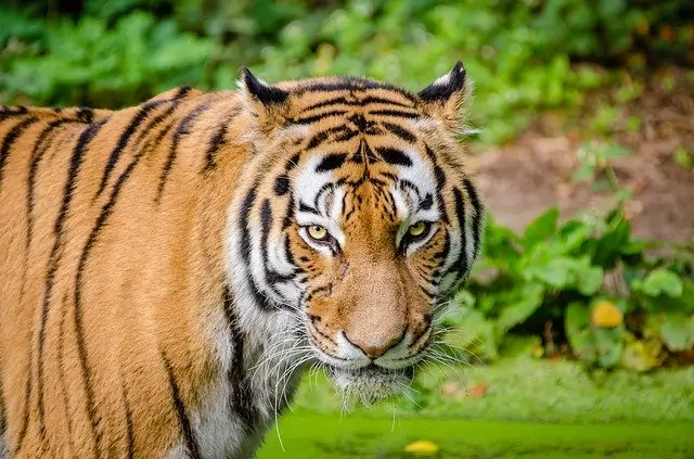 A close up of a tiger