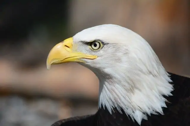 A close up of a bald eagle