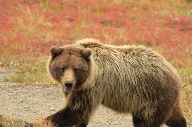 A large brown bear walking across a grass covered field