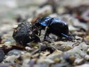 A close up image of a dung beetle