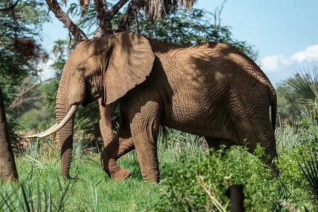 A large elephant walking outside