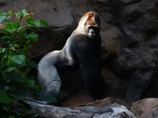 A gorilla that is standing in front of a large rock