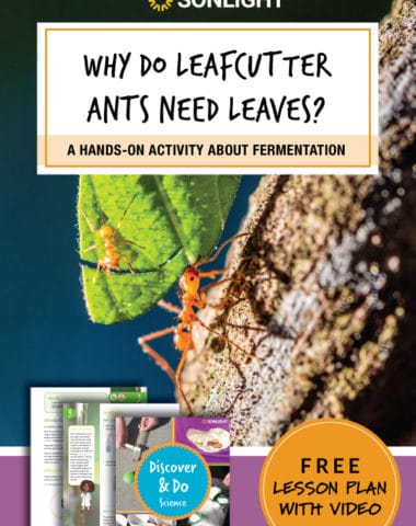 WHY DO LEAFCUTTER ANTS NEED LEAVES? A HANDS-ON ACTIVITY ABOUT FERMENTATION